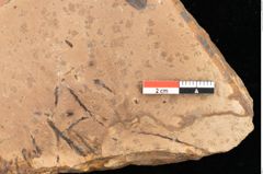 Foto (Detailsansicht) von Quercus palaeoilex Ettingshausen (NHMW-GEO-2024-0188-0977)